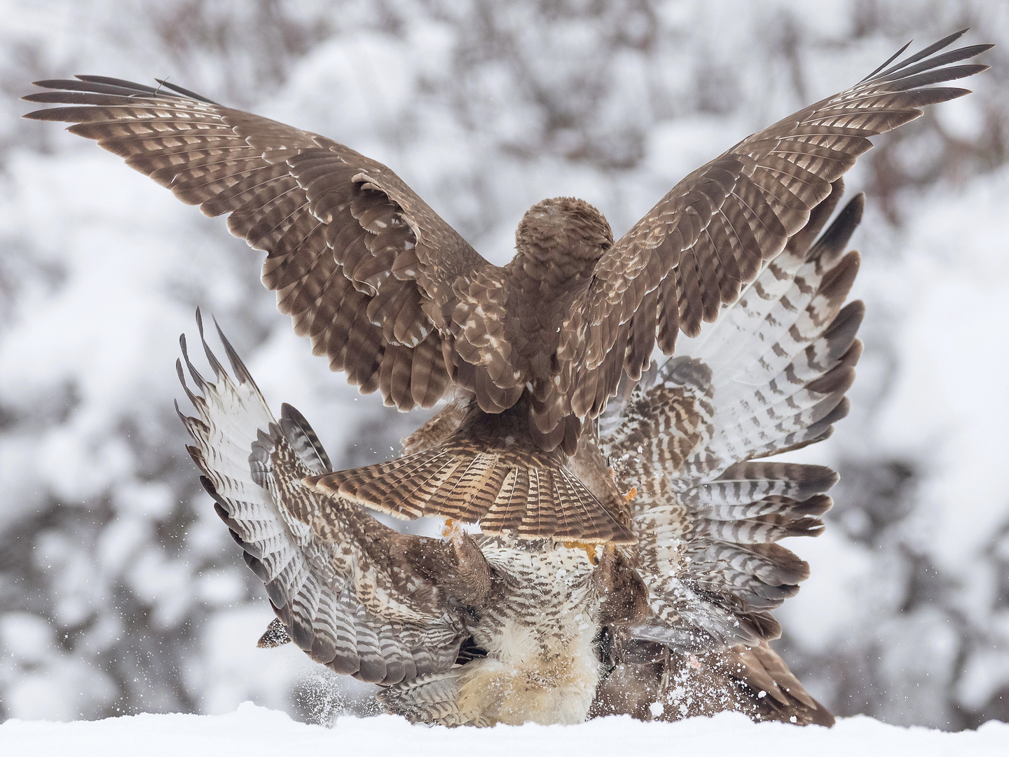 Bussard