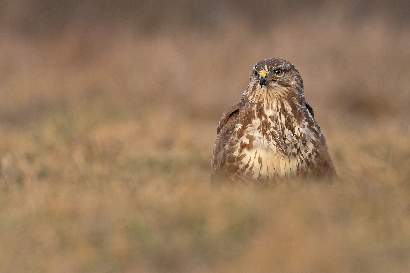 Bussard