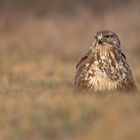 Bussard