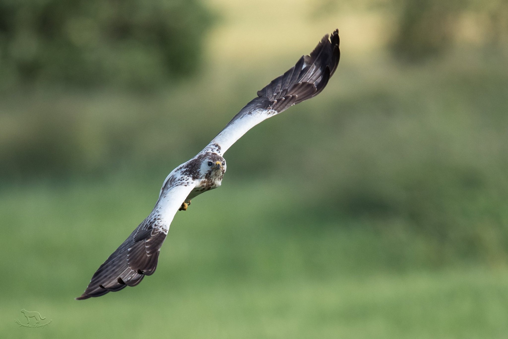 Bussard