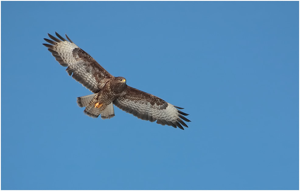 Bussard