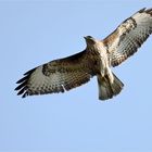 Bussard