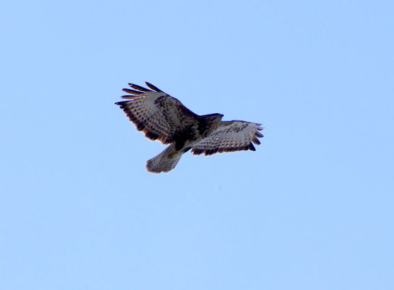 Bussard