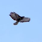 Bussard