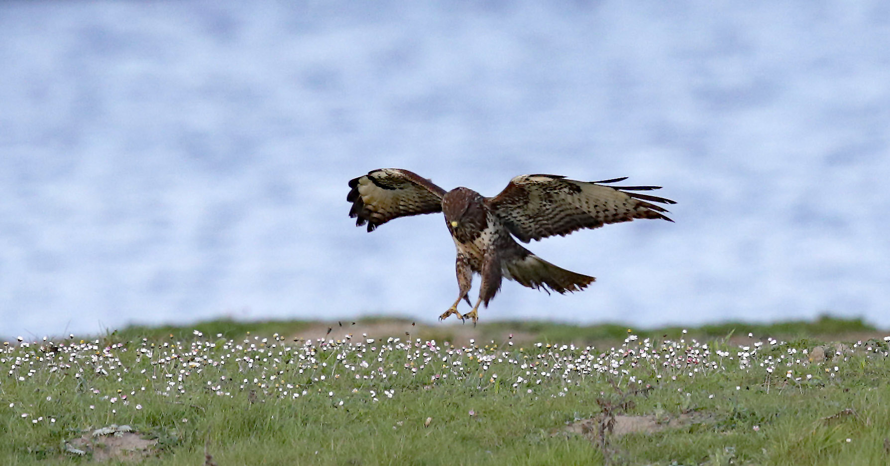 BUSSARD 