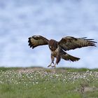 BUSSARD 