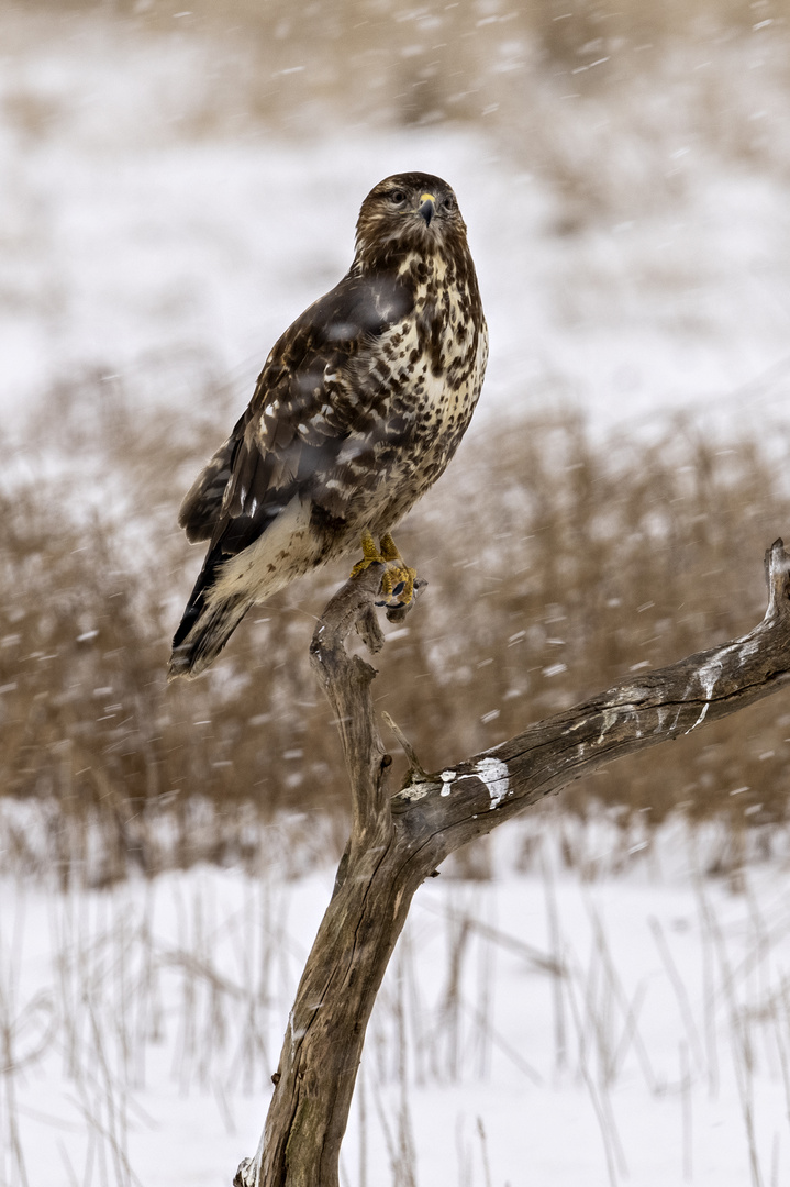 Bussard