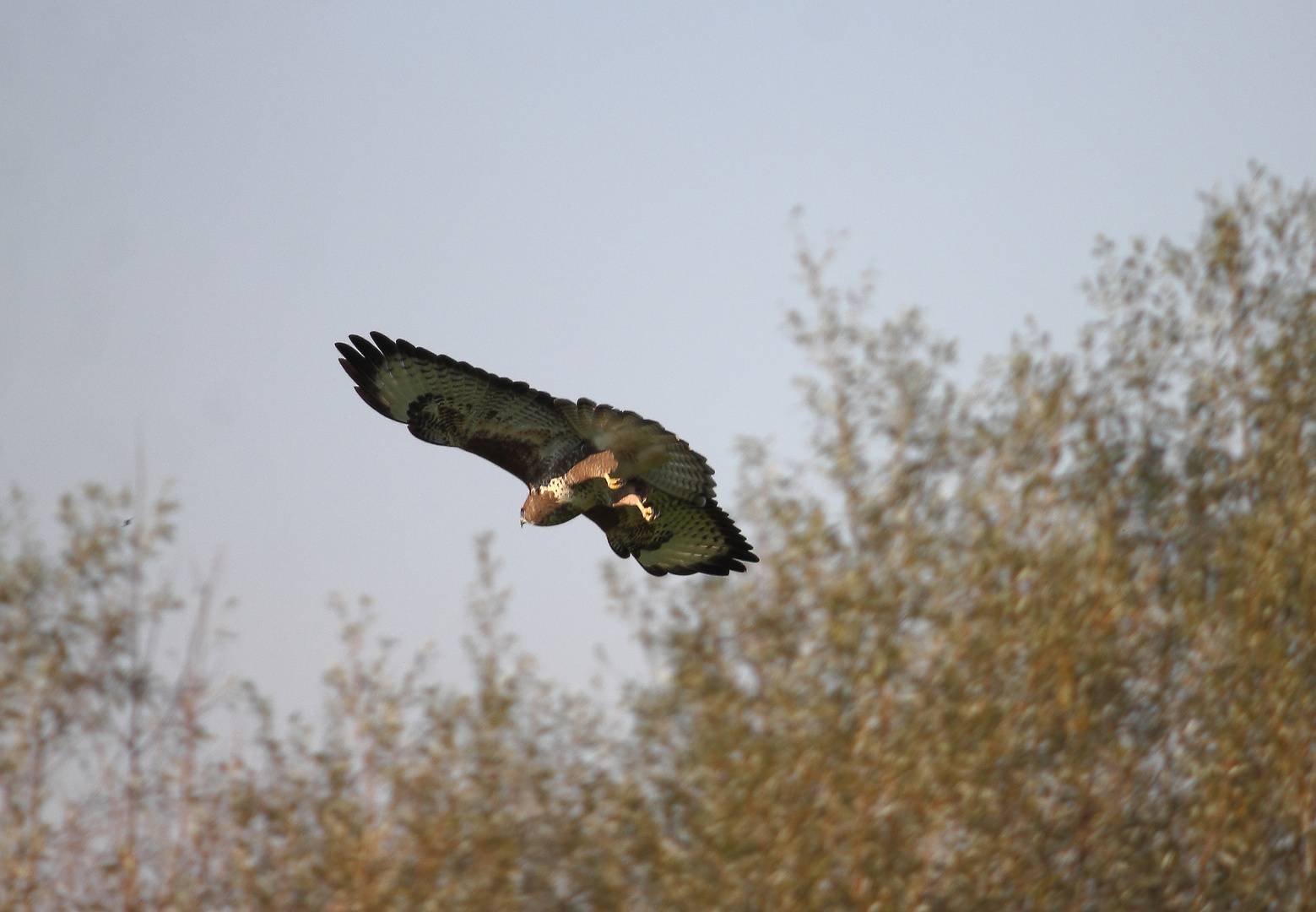 Bussard