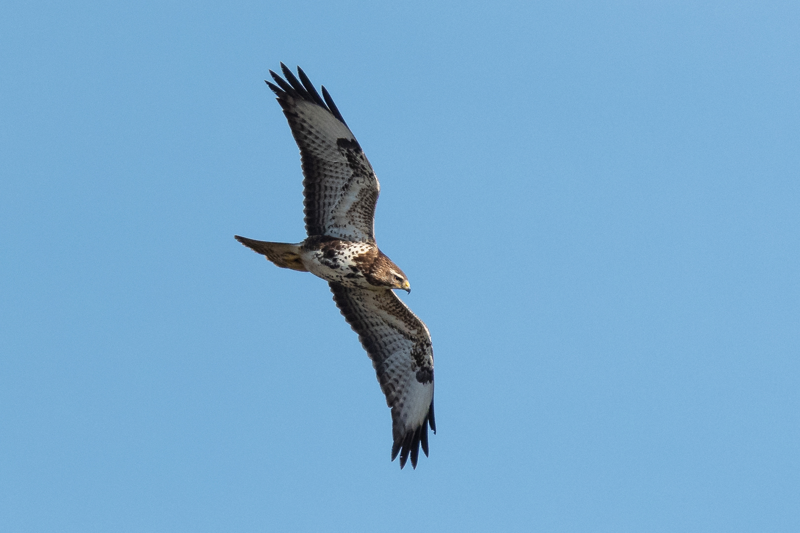 Bussard