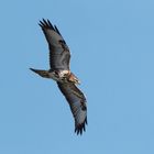 Bussard