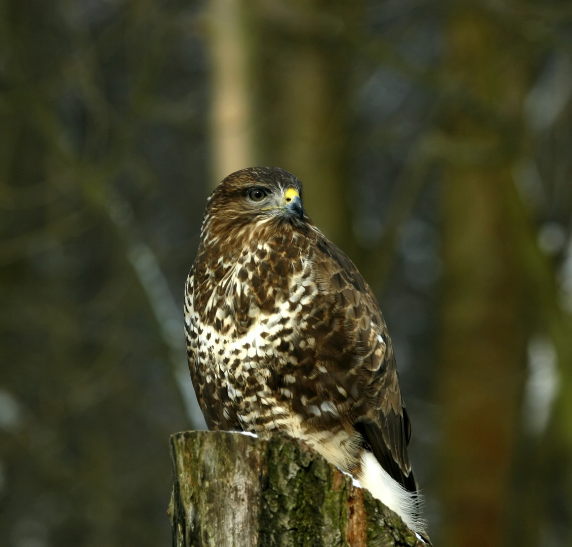 Bussard