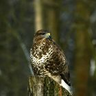 Bussard