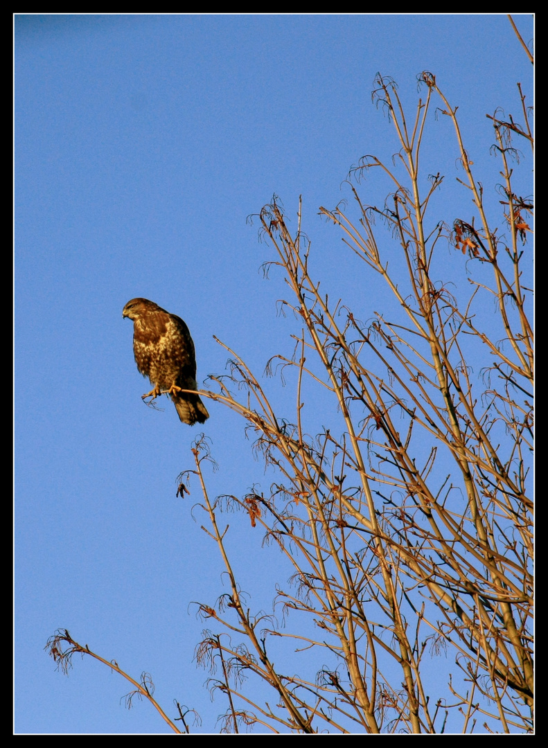 Bussard