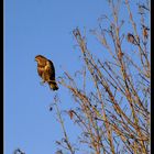 Bussard