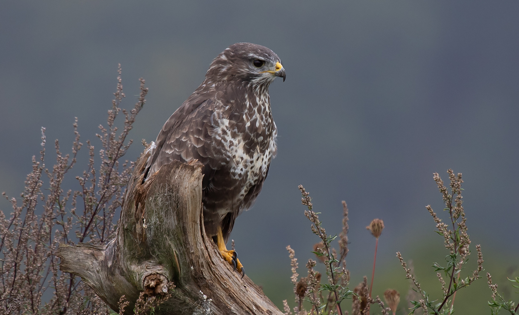 Bussard 