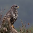 Bussard 