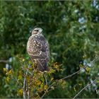 Bussard