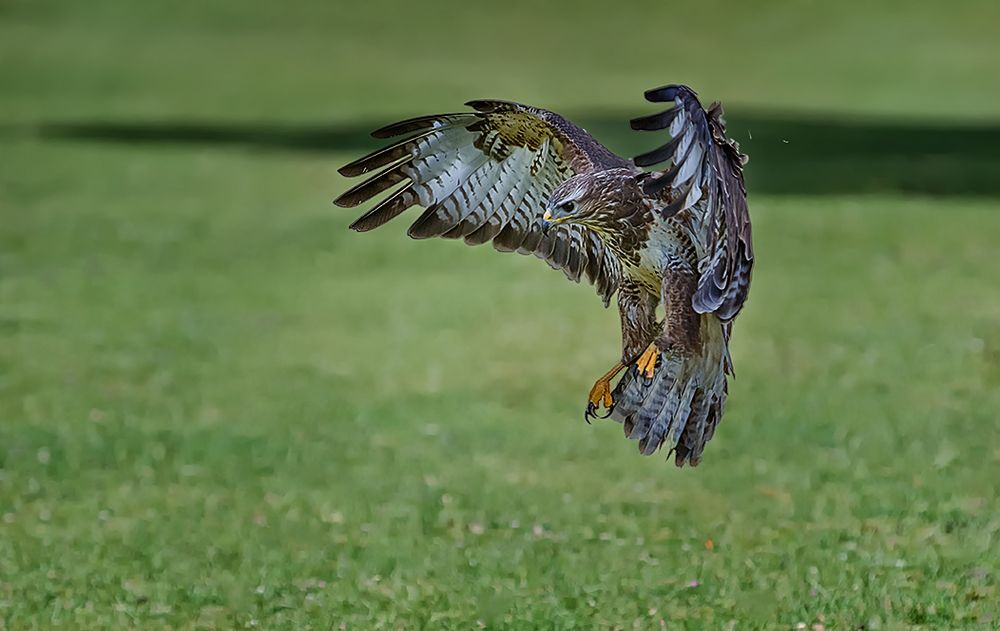 Bussard