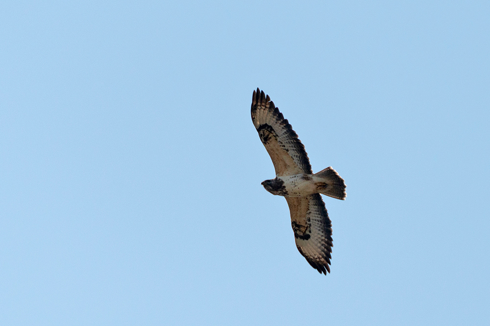 Bussard