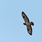 Bussard