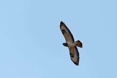 Bussard