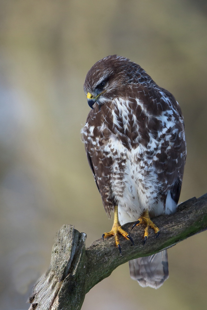 Bussard