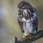 Bussard