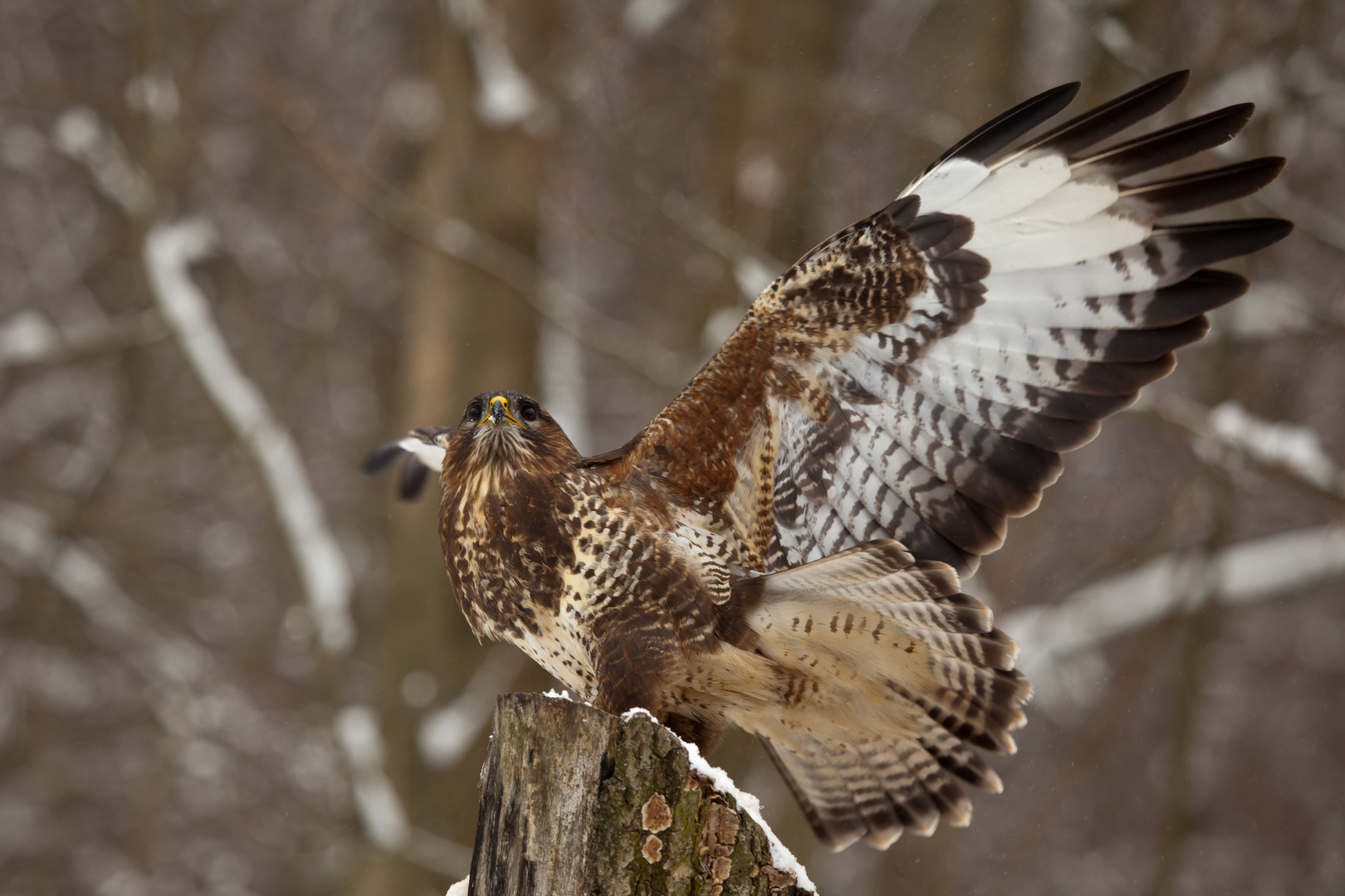 Bussard