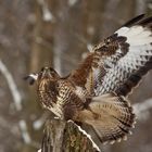 Bussard