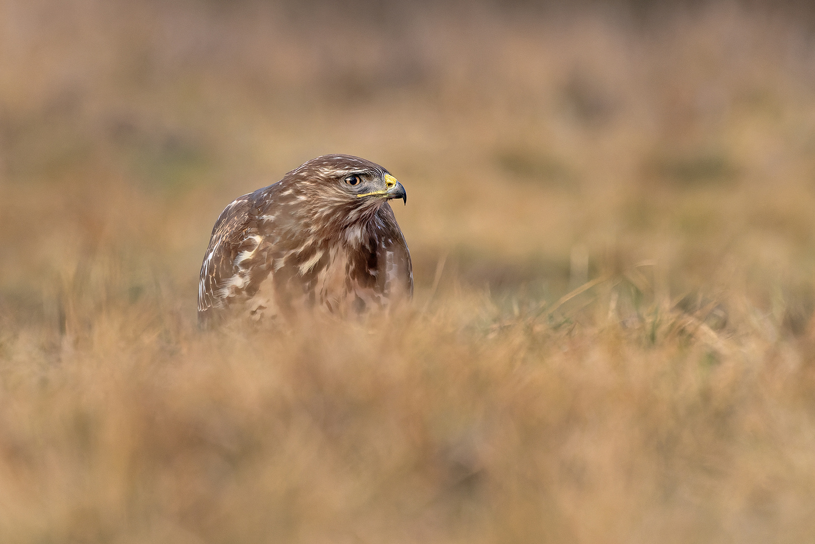 Bussard 2