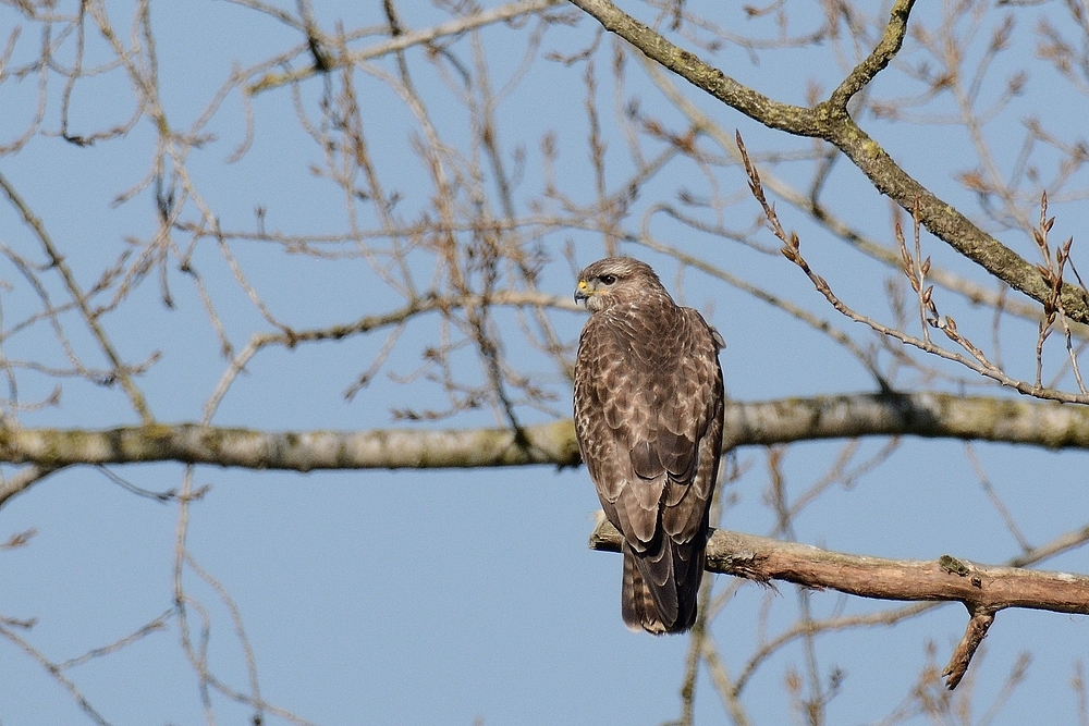 Bussard 2