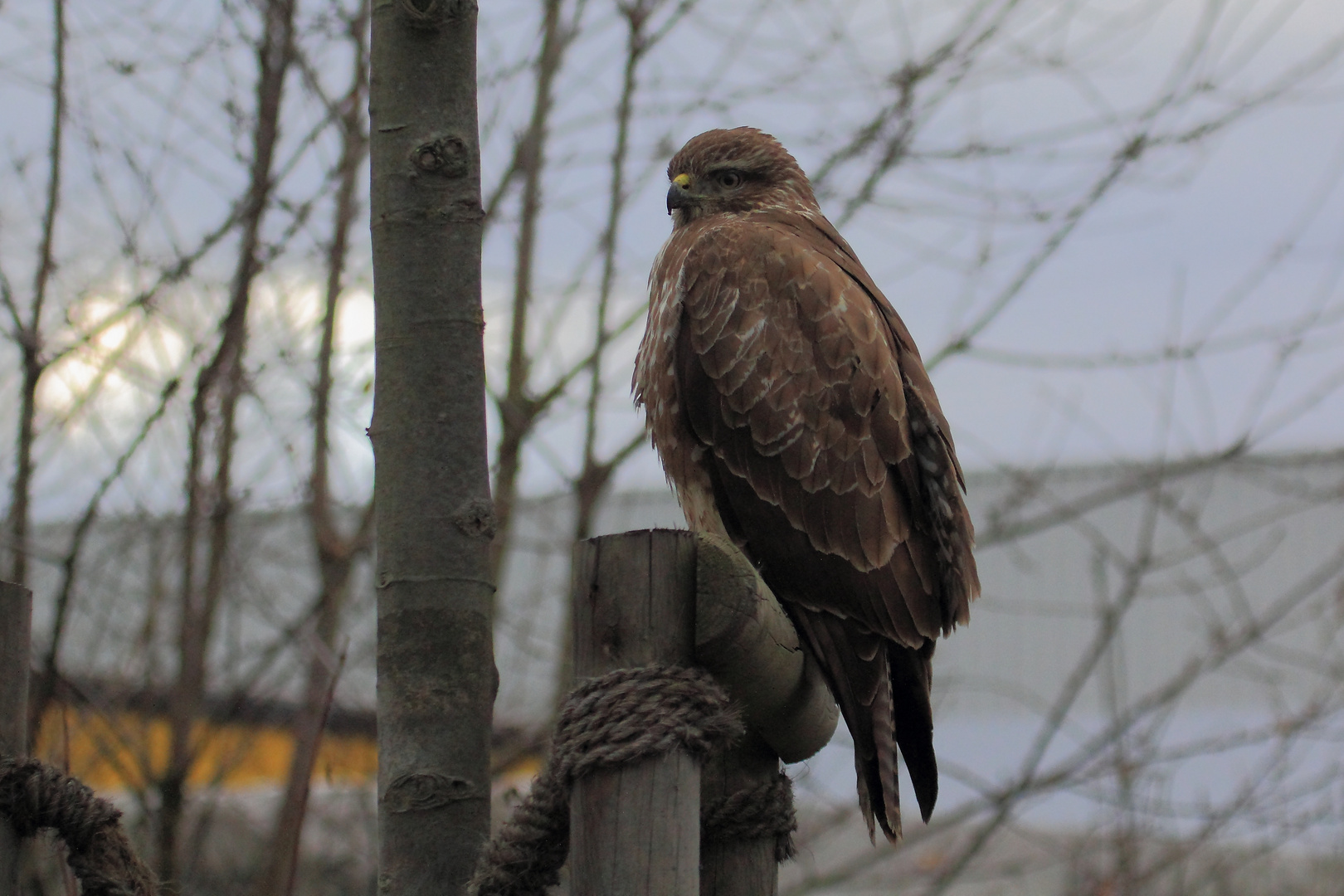 Bussard 2