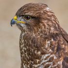 Bussard (2)