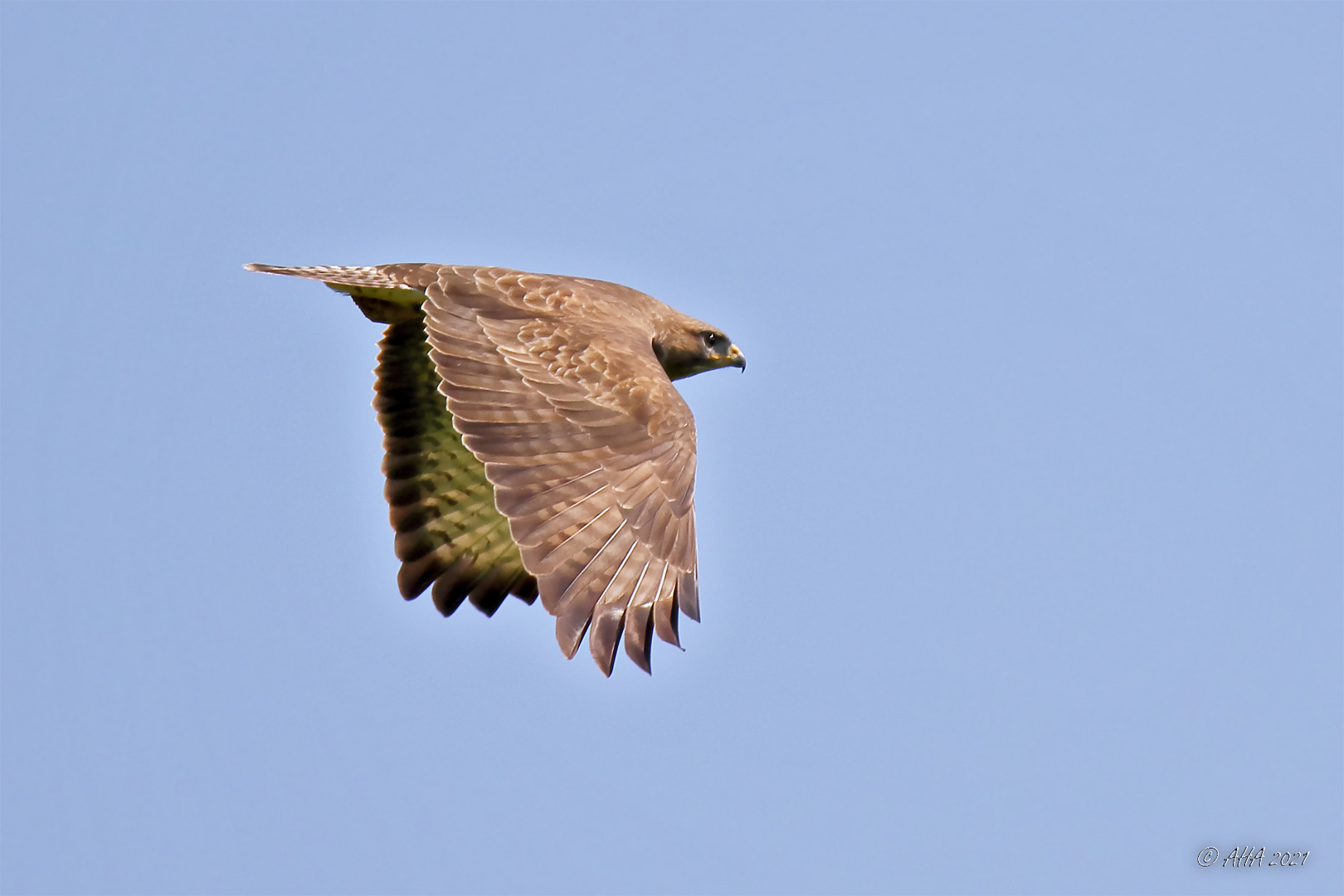 Bussard - 2