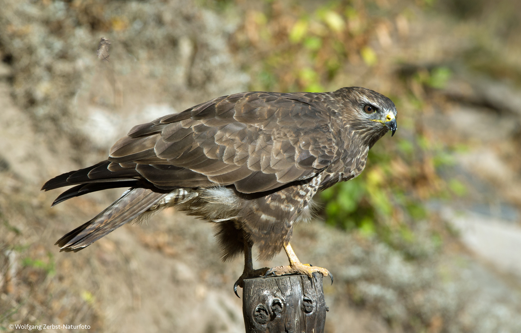 --- Bussard 2 ---   ( Buteo buteo )