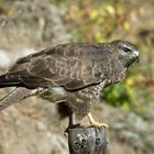 --- Bussard 2 ---   ( Buteo buteo )