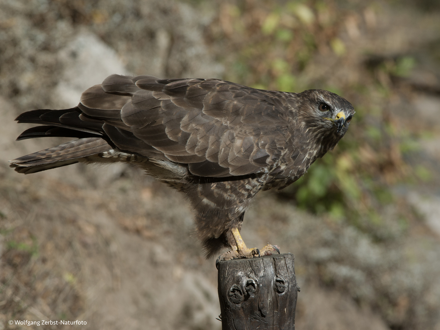 --- Bussard 2 --- ( Buteo buteo )