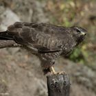 --- Bussard 2 --- ( Buteo buteo )