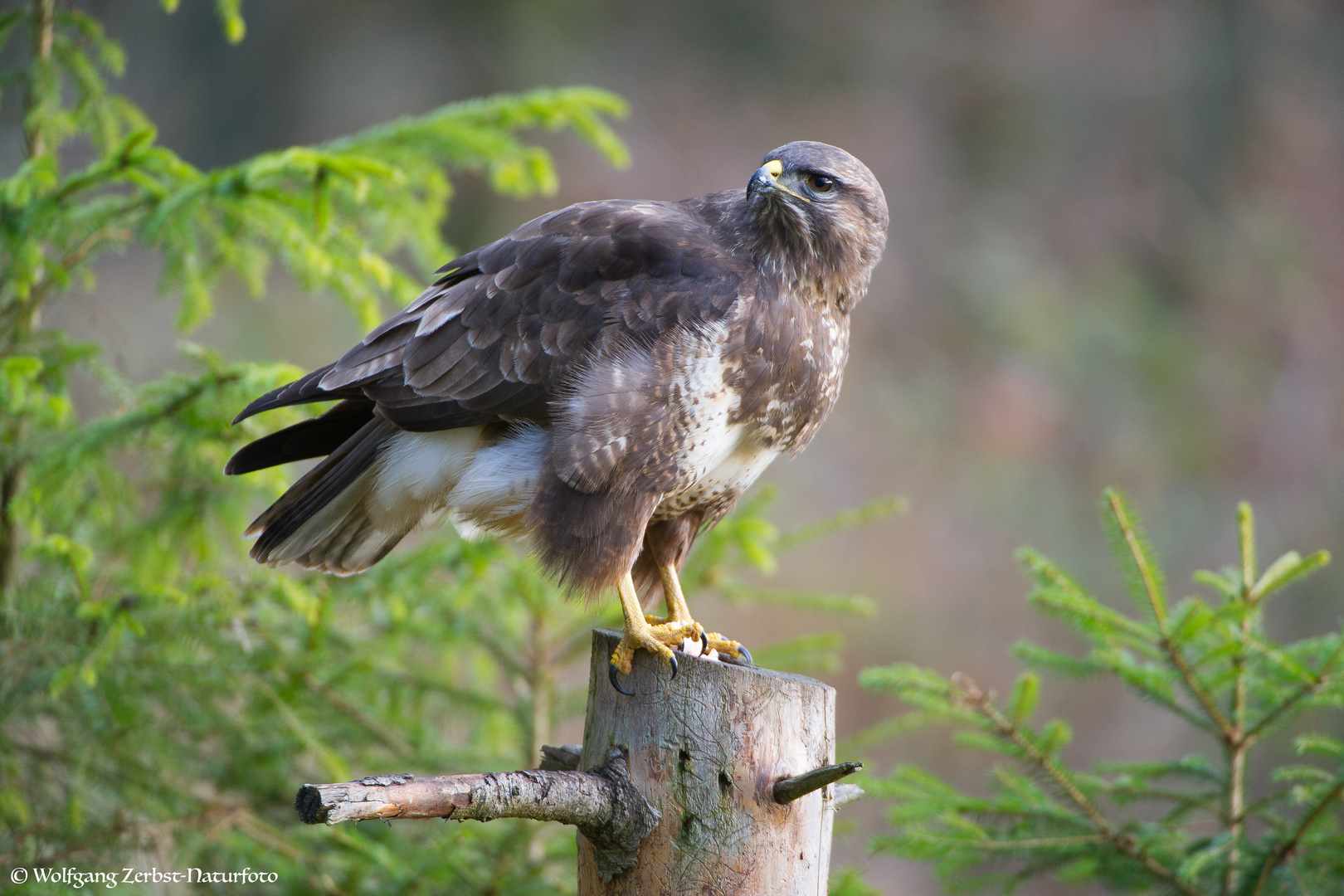 --- Bussard 2 ---             ( Buteo buteo )