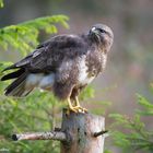 --- Bussard 2 ---             ( Buteo buteo )