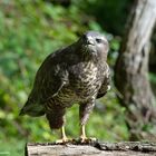 --- Bussard 2 ---   ( Buteo buteo )