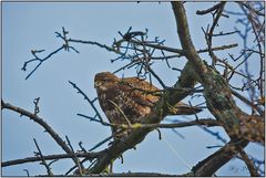 Bussard 2