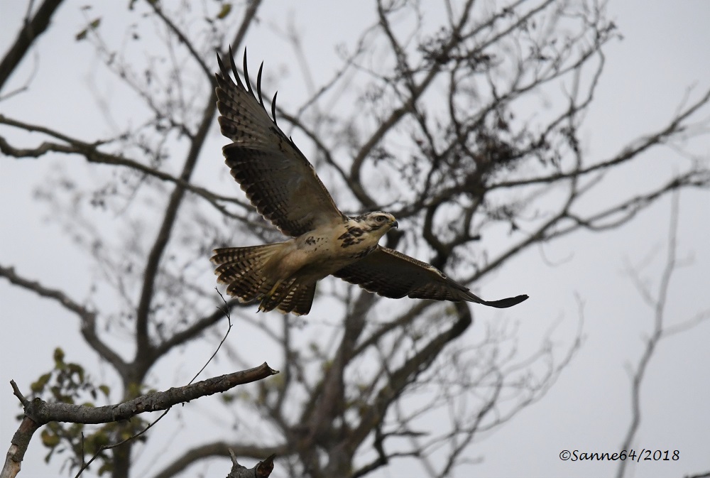 Bussard 2