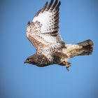 Bussard 2