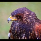 Bussard 2