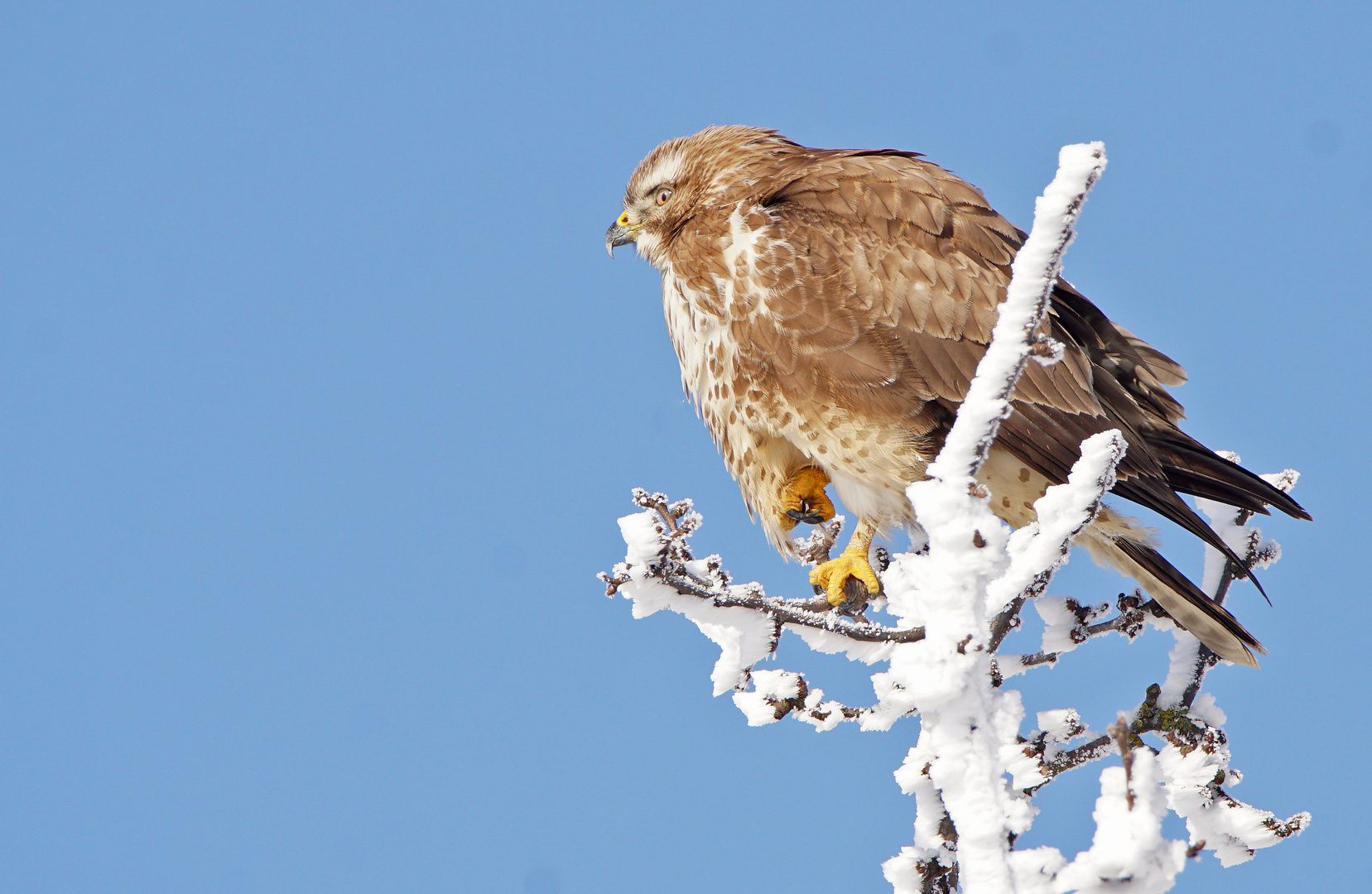 Bussard 2