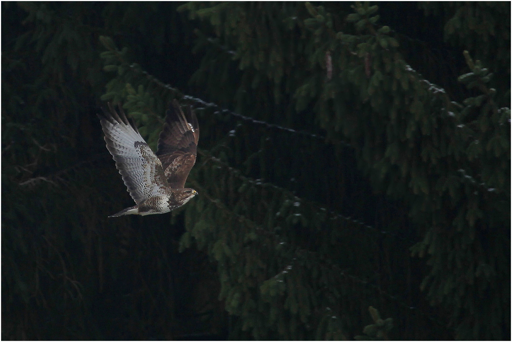 Bussard 2010_a