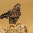 Bussard 2017