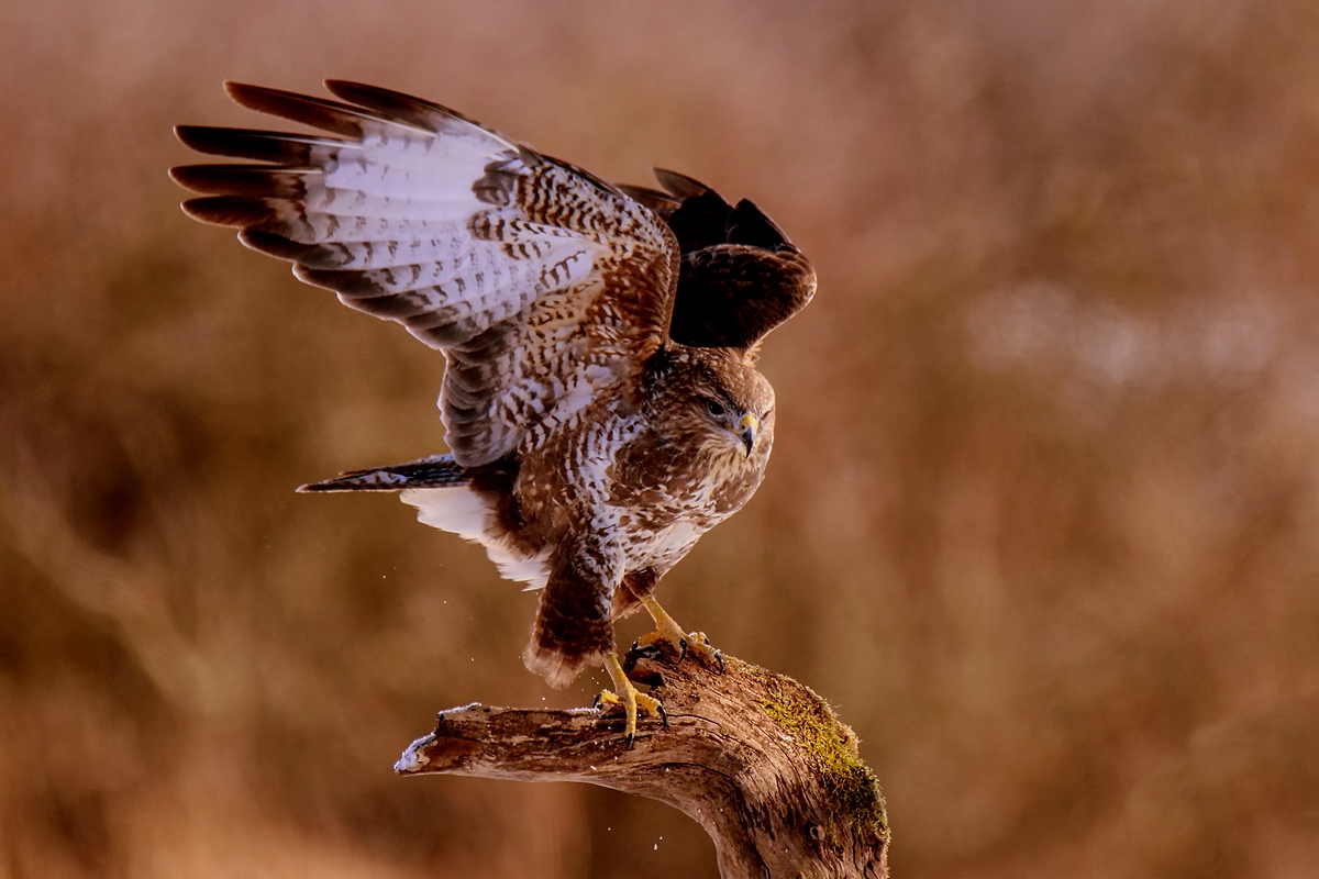 Bussard