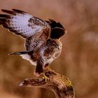 Bussard